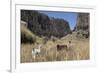 Alpaca and Llama in the Andes, Peru, South America-Peter Groenendijk-Framed Photographic Print