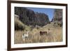 Alpaca and Llama in the Andes, Peru, South America-Peter Groenendijk-Framed Photographic Print