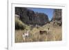 Alpaca and Llama in the Andes, Peru, South America-Peter Groenendijk-Framed Photographic Print