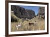 Alpaca and Llama in the Andes, Peru, South America-Peter Groenendijk-Framed Photographic Print