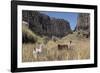 Alpaca and Llama in the Andes, Peru, South America-Peter Groenendijk-Framed Photographic Print