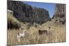 Alpaca and Llama in the Andes, Peru, South America-Peter Groenendijk-Mounted Photographic Print