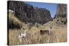Alpaca and Llama in the Andes, Peru, South America-Peter Groenendijk-Stretched Canvas