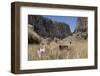 Alpaca and Llama in the Andes, Peru, South America-Peter Groenendijk-Framed Photographic Print