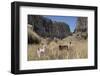 Alpaca and Llama in the Andes, Peru, South America-Peter Groenendijk-Framed Photographic Print