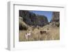 Alpaca and Llama in the Andes, Peru, South America-Peter Groenendijk-Framed Photographic Print