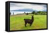 Alpaca and Osorno Volcano on A Cloudy Day, Chile-byvalet-Framed Stretched Canvas