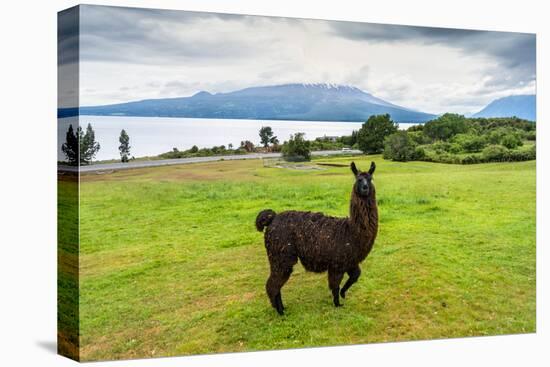 Alpaca and Osorno Volcano on A Cloudy Day, Chile-byvalet-Stretched Canvas