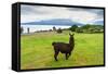 Alpaca and Osorno Volcano on A Cloudy Day, Chile-byvalet-Framed Stretched Canvas