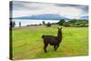 Alpaca and Osorno Volcano on A Cloudy Day, Chile-byvalet-Stretched Canvas