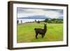 Alpaca and Osorno Volcano on A Cloudy Day, Chile-byvalet-Framed Photographic Print