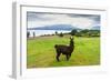 Alpaca and Osorno Volcano on A Cloudy Day, Chile-byvalet-Framed Photographic Print