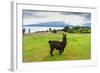 Alpaca and Osorno Volcano on A Cloudy Day, Chile-byvalet-Framed Photographic Print