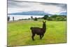 Alpaca and Osorno Volcano on A Cloudy Day, Chile-byvalet-Mounted Photographic Print