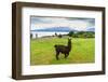 Alpaca and Osorno Volcano on A Cloudy Day, Chile-byvalet-Framed Photographic Print