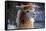 Alpaca close up Granby Zoo Quebec Canada-meunierd-Framed Stretched Canvas