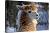 Alpaca close up Granby Zoo Quebec Canada-meunierd-Stretched Canvas
