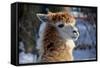 Alpaca close up Granby Zoo Quebec Canada-meunierd-Framed Stretched Canvas