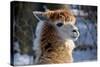 Alpaca close up Granby Zoo Quebec Canada-meunierd-Stretched Canvas