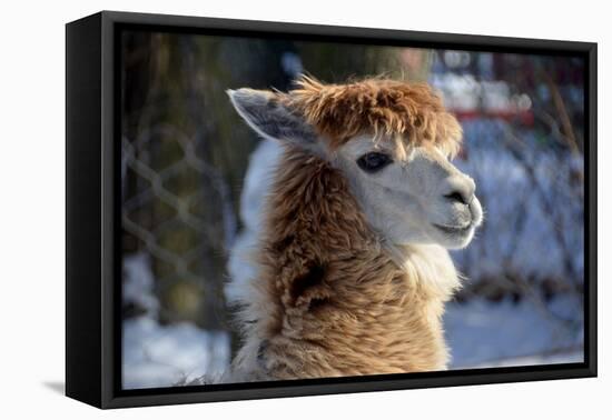 Alpaca close up Granby Zoo Quebec Canada-meunierd-Framed Stretched Canvas