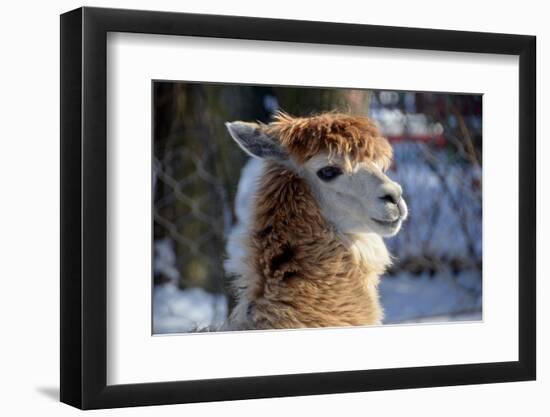 Alpaca close up Granby Zoo Quebec Canada-meunierd-Framed Photographic Print