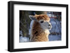 Alpaca close up Granby Zoo Quebec Canada-meunierd-Framed Photographic Print