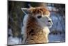 Alpaca close up Granby Zoo Quebec Canada-meunierd-Mounted Photographic Print