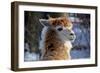 Alpaca close up Granby Zoo Quebec Canada-meunierd-Framed Photographic Print