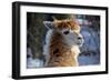 Alpaca close up Granby Zoo Quebec Canada-meunierd-Framed Photographic Print