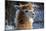 Alpaca close up Granby Zoo Quebec Canada-meunierd-Mounted Photographic Print