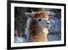 Alpaca close up Granby Zoo Quebec Canada-meunierd-Framed Photographic Print