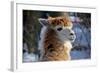 Alpaca close up Granby Zoo Quebec Canada-meunierd-Framed Photographic Print