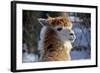 Alpaca close up Granby Zoo Quebec Canada-meunierd-Framed Photographic Print