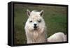 Alpaca close Up-Dave Willman-Framed Stretched Canvas