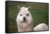 Alpaca close Up-Dave Willman-Framed Stretched Canvas