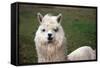 Alpaca close Up-Dave Willman-Framed Stretched Canvas