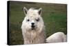 Alpaca close Up-Dave Willman-Stretched Canvas