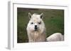 Alpaca close Up-Dave Willman-Framed Photographic Print