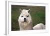Alpaca close Up-Dave Willman-Framed Photographic Print