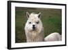 Alpaca close Up-Dave Willman-Framed Photographic Print