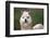 Alpaca close Up-Dave Willman-Framed Photographic Print