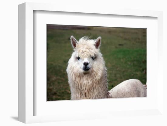 Alpaca close Up-Dave Willman-Framed Photographic Print