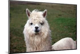 Alpaca close Up-Dave Willman-Mounted Photographic Print