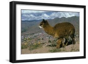 Alpaca, Cuzco, Peru, South America-Sybil Sassoon-Framed Photographic Print