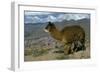 Alpaca, Cuzco, Peru, South America-Sybil Sassoon-Framed Photographic Print
