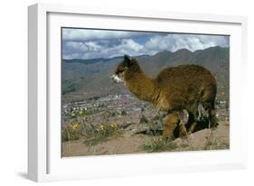 Alpaca, Cuzco, Peru, South America-Sybil Sassoon-Framed Photographic Print