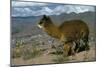 Alpaca, Cuzco, Peru, South America-Sybil Sassoon-Mounted Photographic Print