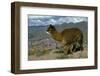 Alpaca, Cuzco, Peru, South America-Sybil Sassoon-Framed Photographic Print