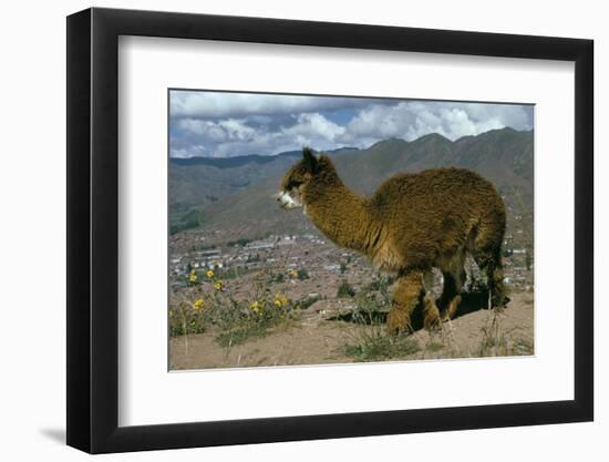 Alpaca, Cuzco, Peru, South America-Sybil Sassoon-Framed Photographic Print