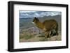 Alpaca, Cuzco, Peru, South America-Sybil Sassoon-Framed Photographic Print